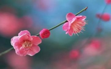 梅花块读后感5篇