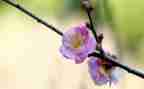 写梅花以物喻人的作文6篇