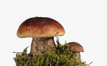 蘑菇屋小班教案6篇