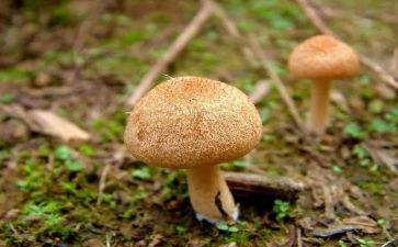 蘑菇房作文通用7篇