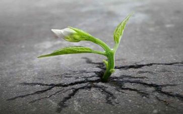 顺境和逆境作文5篇