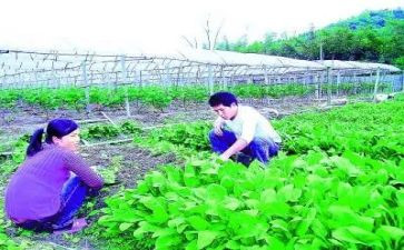 农技师述职报告范文7篇