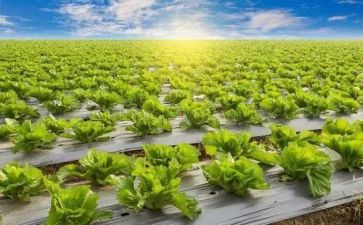 农业人个人总结最新7篇