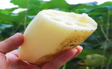 藕的味道读后感7篇