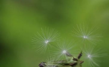 写蒲公英的作文300字7篇