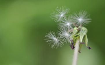 蒲公英的种子的作文8篇