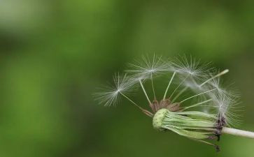 我是蒲公英作文5篇