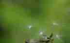写蒲公英的作文300字7篇