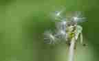 蒲公英的种子的作文8篇