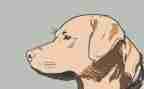 警犬来啦读后感7篇