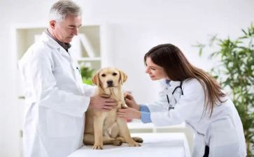 兽医师职称个人述职报告6篇