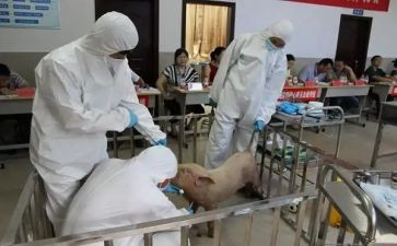 兽医师个人述职报告精选8篇