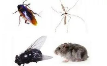 灭四害工作计划推荐8篇