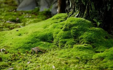 苔的歌的读后感6篇