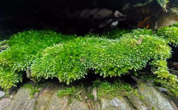 苔的歌的读后感精选7篇