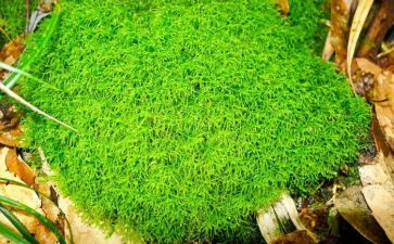 苔的歌的读后感推荐8篇