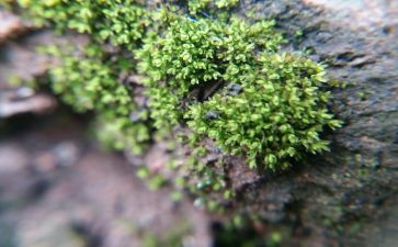 苔的歌的读后感最新6篇
