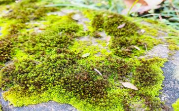 诗词苔读后感6篇