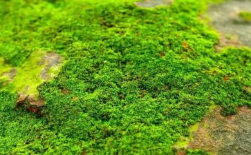 《苔》读后感作文推荐8篇