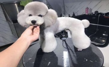描写泰迪犬的作文8篇