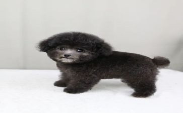 写泰迪犬的作文5篇
