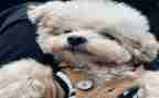写泰迪犬的作文模板5篇