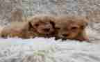 写泰迪犬的作文优秀6篇