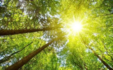 太阳树读后感8篇