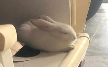 懒兔子读后感7篇
