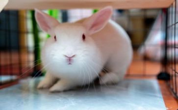 猫和兔鲁迅读后感优质6篇
