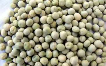 小豌豆的读后感6篇