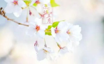 五月教师工作总结5篇
