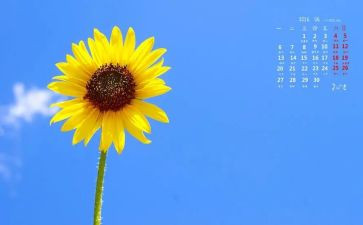 我爱向日葵作文6篇