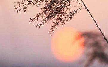 骆驼祥子的第3章的读后感模板5篇