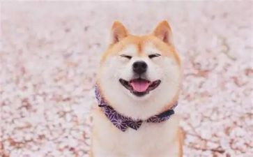 笑猫日记500字读后感优秀8篇