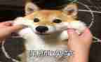读后感笑猫日记400字5篇