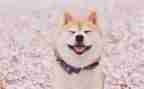 笑猫日记500字读后感优秀8篇