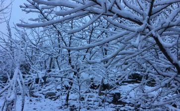 下雪了作文精选7篇
