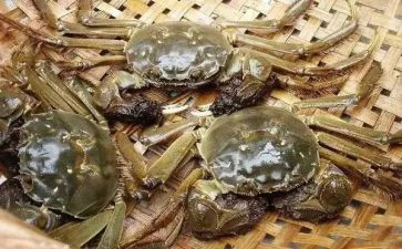 小螃蟹读后感6篇