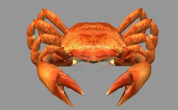 有关蟹的作文500字精选7篇