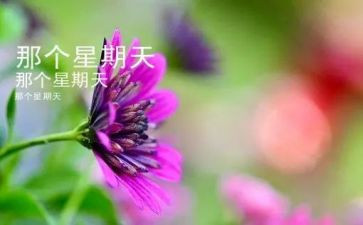 那个星期天作文推荐7篇