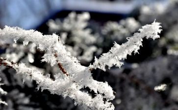 去滑雪的作文模板7篇