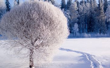 幼儿园大班有关雪的教案推荐5篇