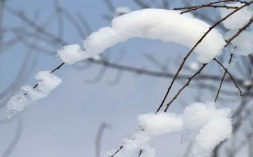 有关雪的书的读后感通用8篇