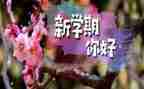 小小班秋学期工作计划7篇