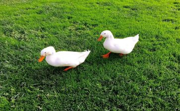 丑小鸭写读后感6篇