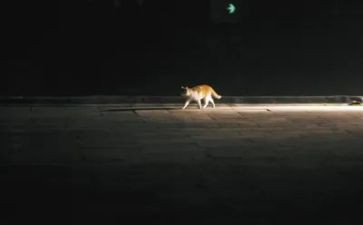 日夜行读后感推荐6篇