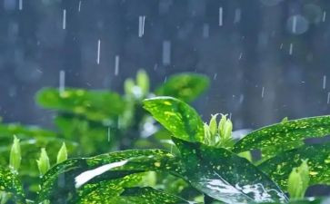 中班语言雨教案反思5篇
