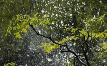 雨600字初中作文推荐8篇