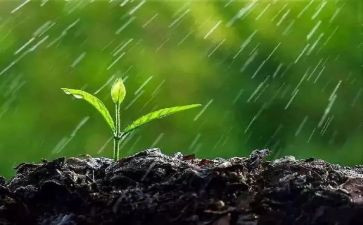 秋雨的散文读后感5篇
